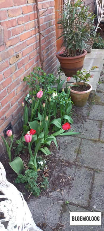 Bloemoloog Organic Tulipa 'Impression' mix | 30 pieces Review