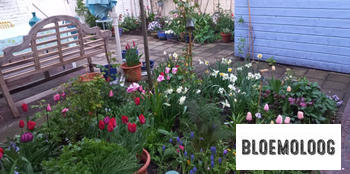 Bloemoloog Organic Tulipa 'Impression' mix | 30 pieces Review