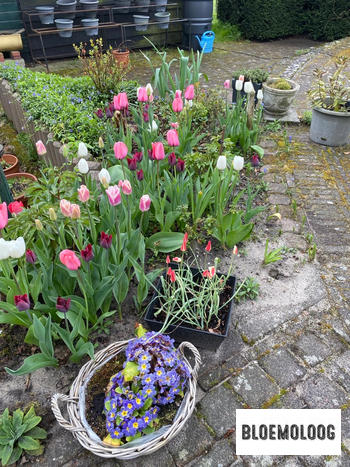 Bloemoloog Bio Tulpen Pflückgarten Mischung | 100 Stk. Review