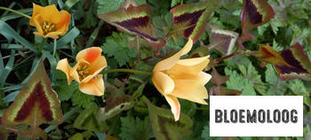 Bloemoloog Organic Tulipa batalinii 'Bronze Charm' (botanical) - Wild tulips | 10 pcs. Review