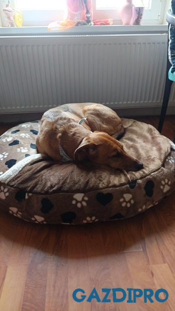 GazdiPro Arthrocol Mobility Senior izületvédő folyadék Review