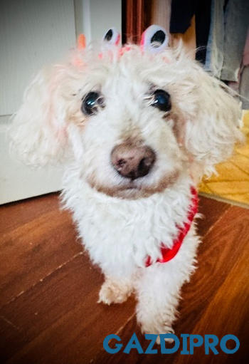 GazdiPro Arthrocol Mobility Senior izületvédő folyadék Review