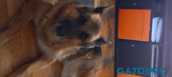 GazdiPro Immunovet rágótabletta Review