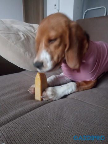 GazdiPro 4DOGS CHURPI rágósajt Review