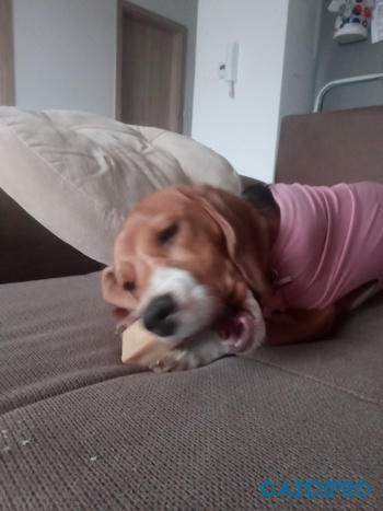 GazdiPro 4DOGS CHURPI rágósajt Review