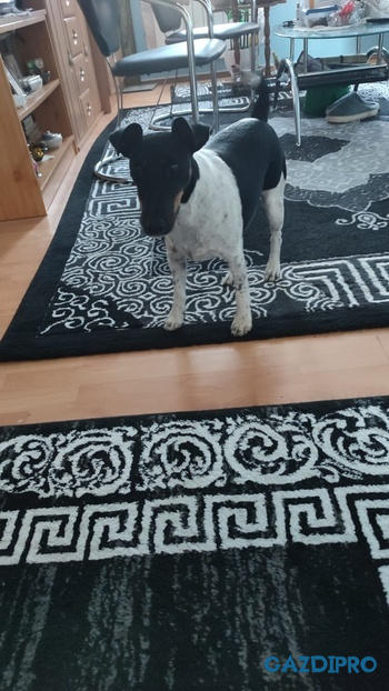 GazdiPro 4DOGS CHURPI rágósajt Review