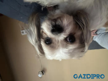 GazdiPro Légcsővédelem csomag Review