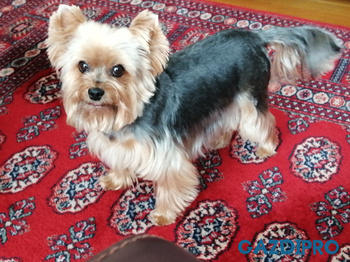 GazdiPro Légcsővédelem csomag Review