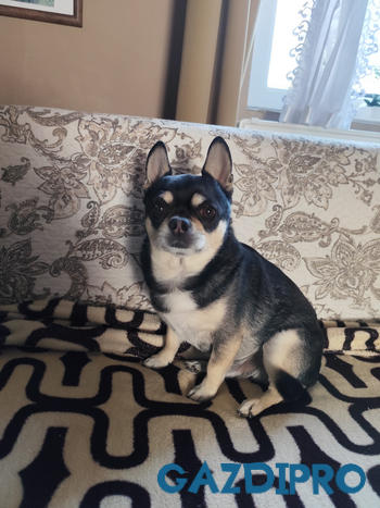 GazdiPro Légcsővédelem csomag Review