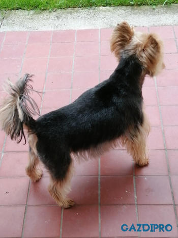 GazdiPro Légcsővédelem csomag Review