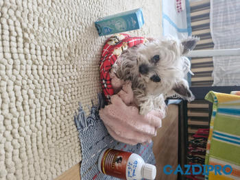 GazdiPro Légcsővédelem csomag Review