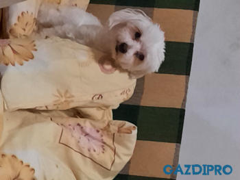 GazdiPro Légcsővédelem csomag Review