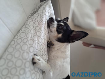 GazdiPro Légcsővédelem csomag Review