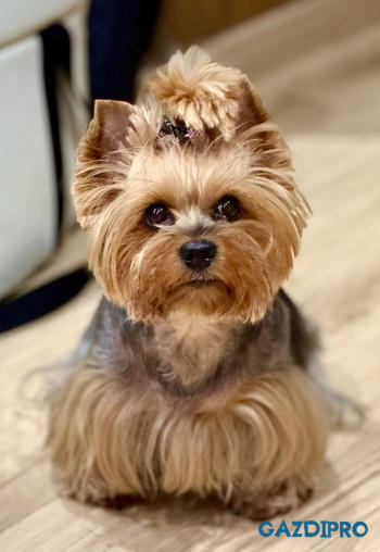 GazdiPro Légcsővédelem csomag Review