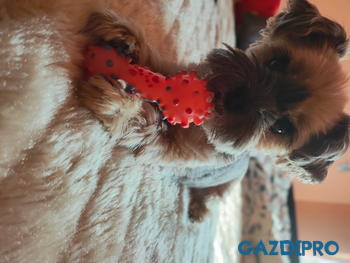 GazdiPro Légcsővédelem csomag Review