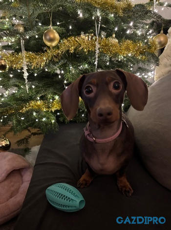 GazdiPro 4DOGS szőr- és bőrtápláló jutalomfalat Review