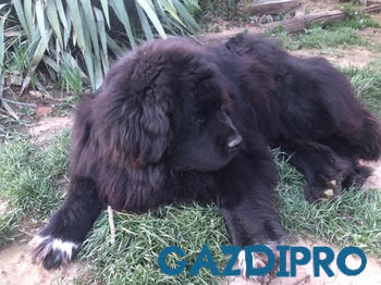 GazdiPro Kutya Szőr- és Bőrvédelem csomag Review