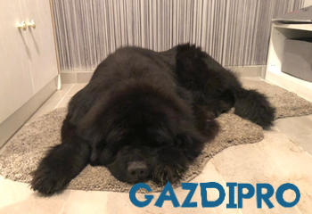 GazdiPro Kutya Szőr- és Bőrvédelem csomag Review