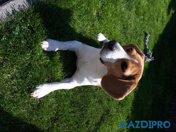 GazdiPro NORDCANIN VITARIOR ízületvédő folyadék Review