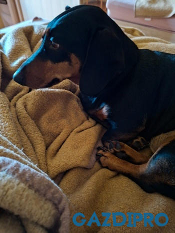 GazdiPro NORDCANIN VITARIOR ízületvédő folyadék Review