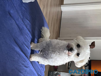 GazdiPro Nordcanin Fiberboost - prebiotikus rost Review