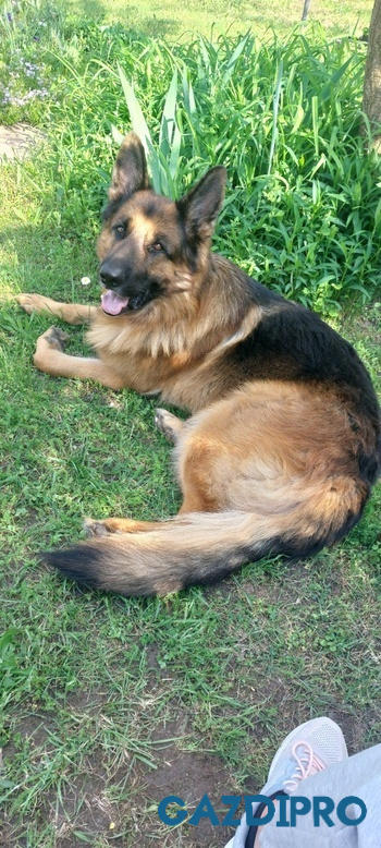 GazdiPro Nordcanin Fiberboost - prebiotikus rost Review