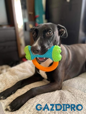 GazdiPro Nordcanin Fiberboost - prebiotikus rost Review