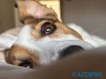 GazdiPro Nordcanin Allerginix Review
