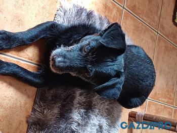 GazdiPro TROVET HYPOALLERGENIC LAMB/LRD: BÁRÁNYHÚS-RIZS konzerv Review