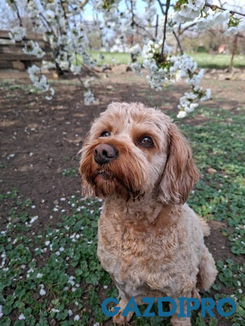 GazdiPro Belmante Hipoallergén Bárányos Hidegen Préselt Táp Review