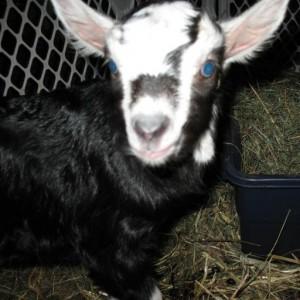 A Haute Hijab Customer