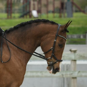 A Equestrian Fashion Outfitters Customer