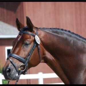 A Equestrian Fashion Outfitters Customer
