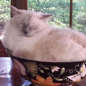 A The Chic Nest Customer