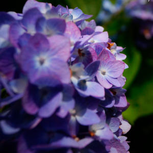 Purple Liquid Candle Dye