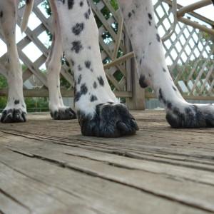 nutrisource large breed lamb