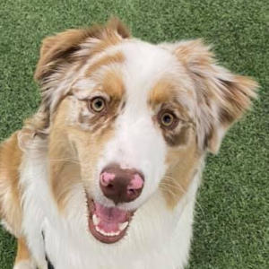 A Paw Prints Customer