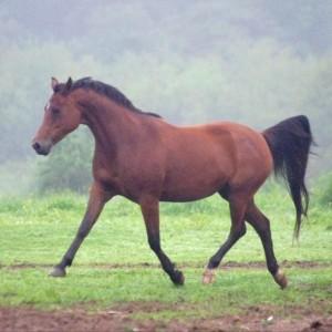 A Ascent Protein Customer