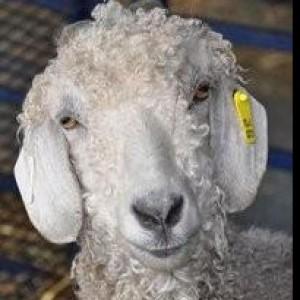 A Paradise Fibers Customer