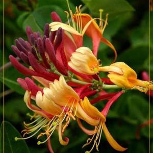 A Easy Spirit Customer