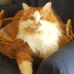 A ForeverLux Customer