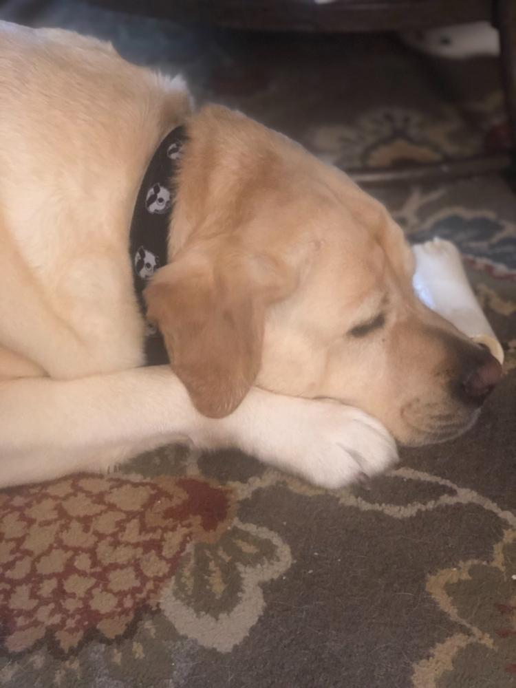 Natty Boh Logo (Black) / Dog Collar - Customer Photo From Kathryn Feuerherd