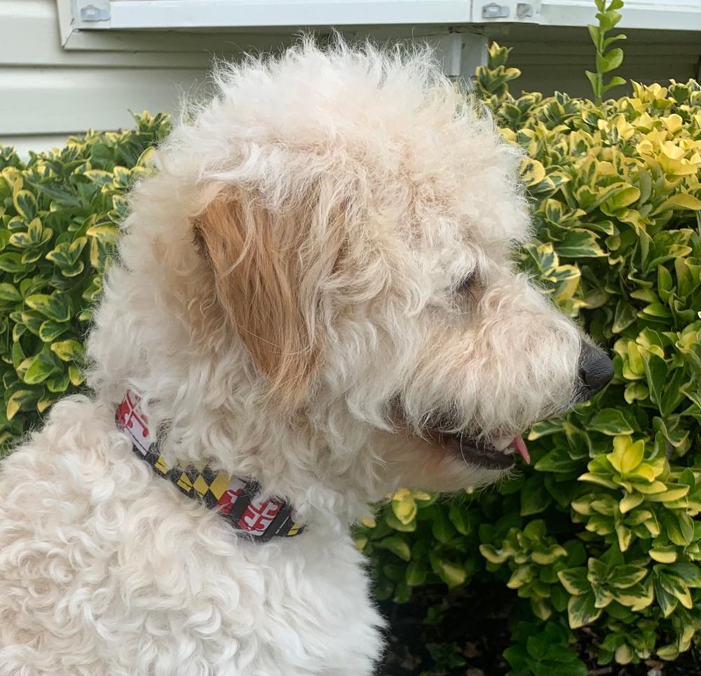 Naval academy outlet dog collar