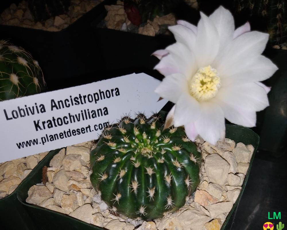 Lobivia or Echinopsis ancistrophora kratochviliana  Planet Desert