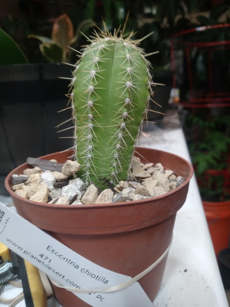 Escontria chiotilla  Planet Desert