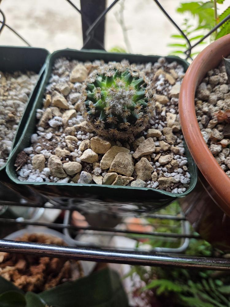 Shop 'Mammillaria hernandezii' Care & growing Guide | Planet Desert
