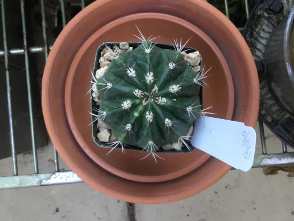 Melocactus Curvispinus | Easy-to-Grow Cacti | Planet Desert