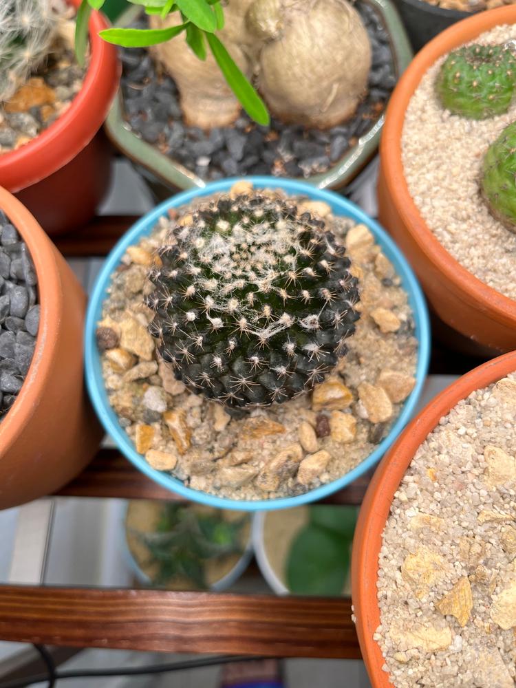 mammillaria winterhart Mammillaria krameria 4