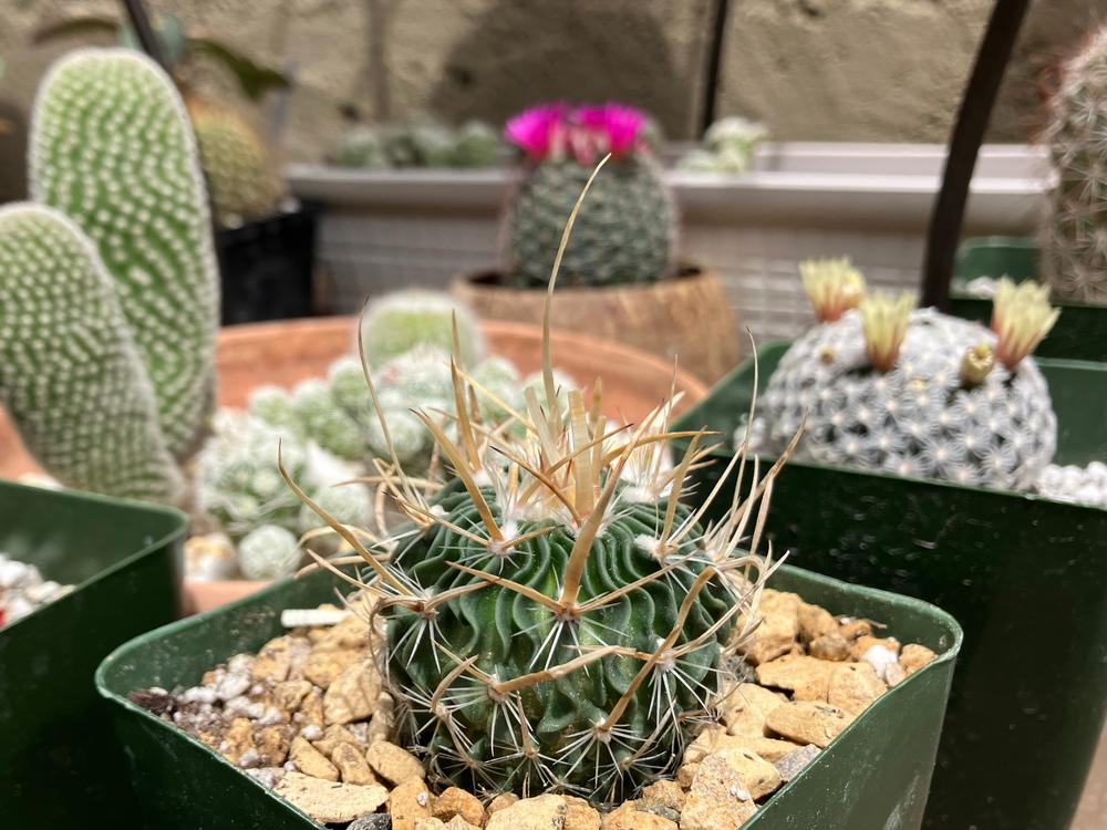 dark prince succulent Echeveria 'Black Prince'  Green Acres Nursery & Supply