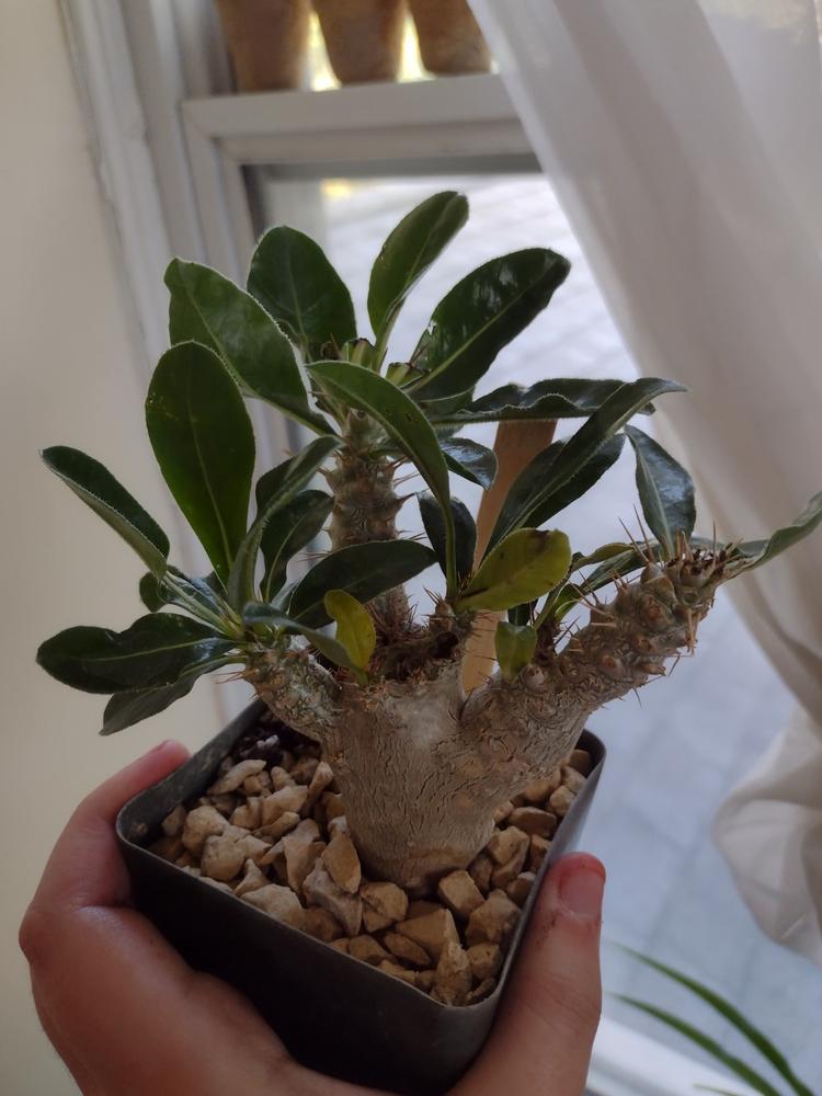 Shop For Pachypodium Lealii Online | Bottle Tree | Planet Desert